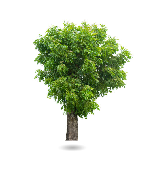 绿色的树图片下载