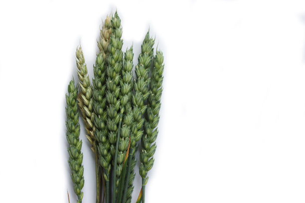 白色种子的绿色小麦植物图片下载