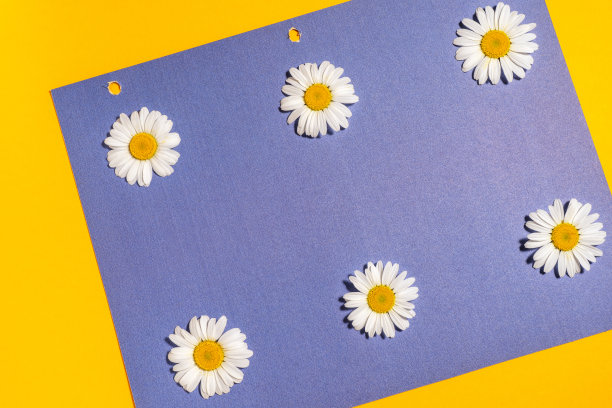 明亮的背景与洋甘菊。黄蓝背景上的黛西。平躺图片下载