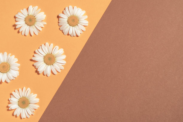 柔和的背景与洋甘菊。黄褐色背景上的雏菊。平躺图片下载