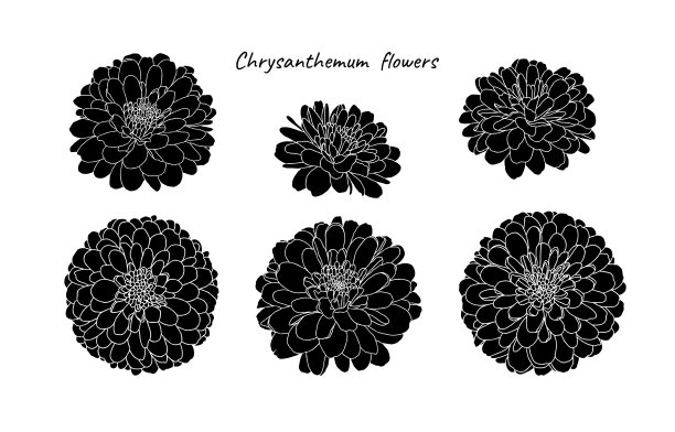 设置迷你菊花剪影图片下载