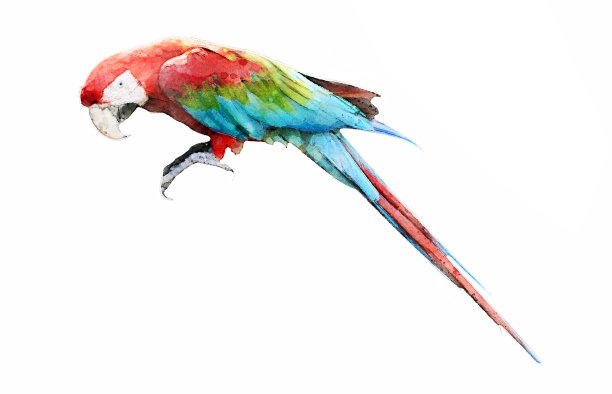 色彩斑斓的水彩画金刚鹦鹉鸟的背景。图片下载