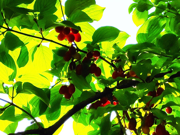 花园里树上成熟的红色多汁山茱萸图片下载
