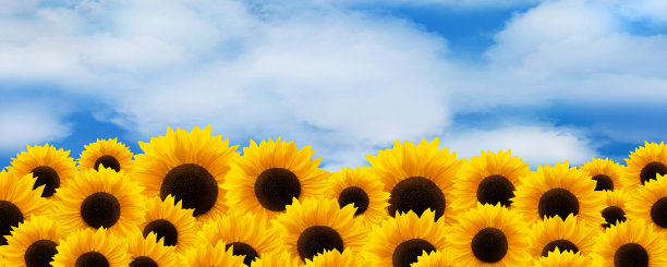 向日葵和蓝天白云图片下载