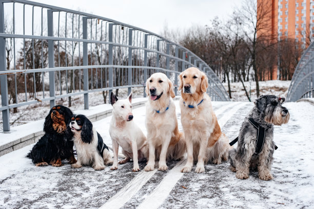 冬天在公园里散步的狗。图片下载
