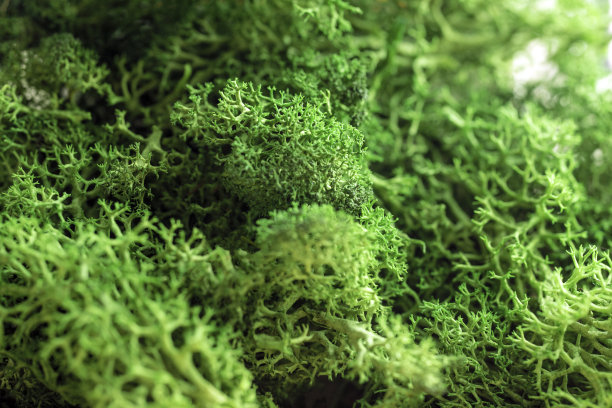 苔藓纹理，背景，自然绿色柔和的微距拍摄，现代自然设计美的复制空间图片下载