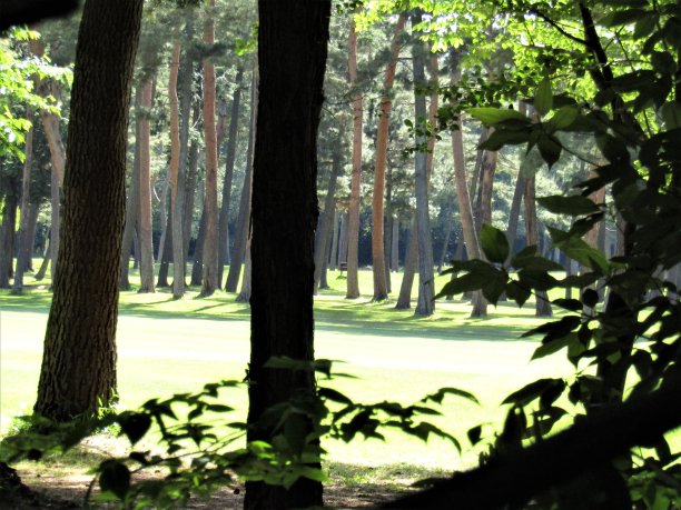 日本。五月林中空地图片下载