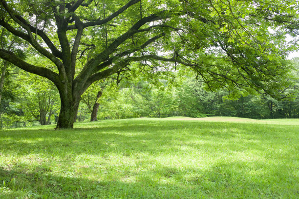 绿色的树图片下载