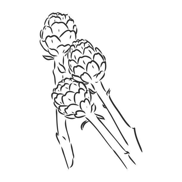 设置雕刻绿色蔬菜洋蓟图片下载