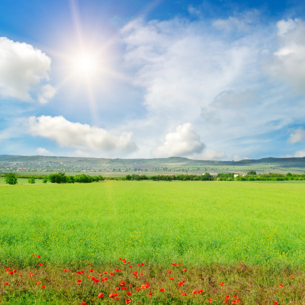 油菜田和太阳在天空和美丽的云彩。植物为绿色能源。图片下载