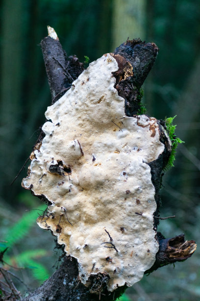 美国华盛顿树上的真菌图片下载