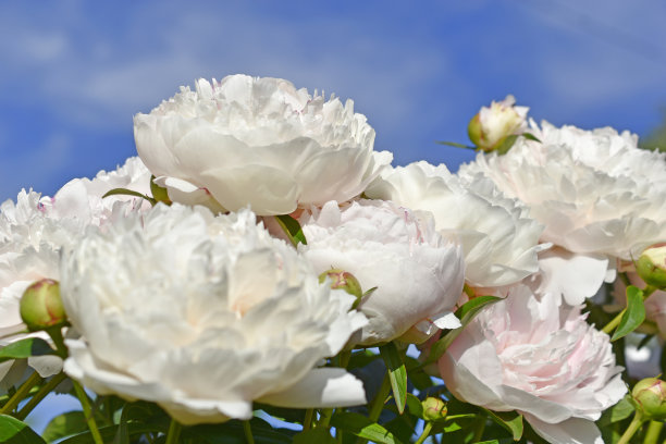 花园里盛开着粉红色和白色的美丽牡丹图片下载