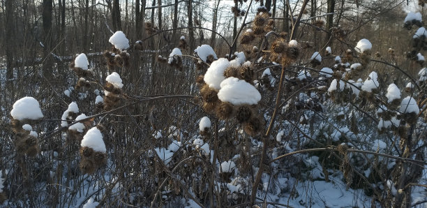 冬天森林里白雪覆盖的牛蒡图片下载