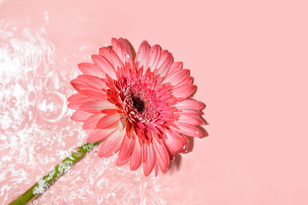 粉红色的非洲菊或雏菊花在水面上有涟漪和阳光反射。美容spa，放松或健康治疗。青春、新鲜或柔情的概念。夏天的背景图片下载