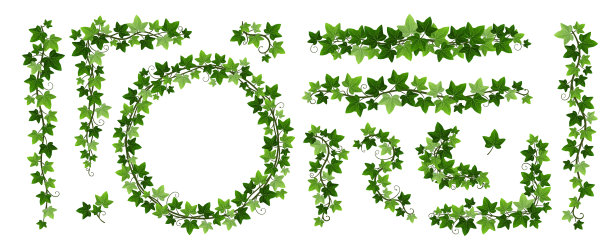 一种绿色的攀缘藤，孤立于枝上图片下载