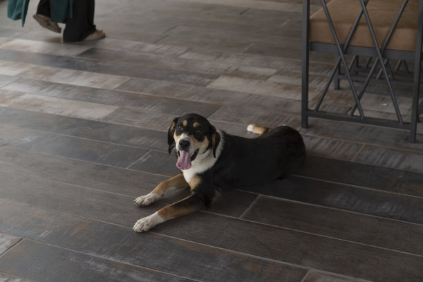 三色恩特布赫山狗躺在三色室内地面上，看着镜头图片下载
