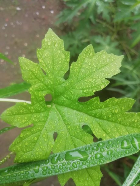 绿色的叶子图片下载