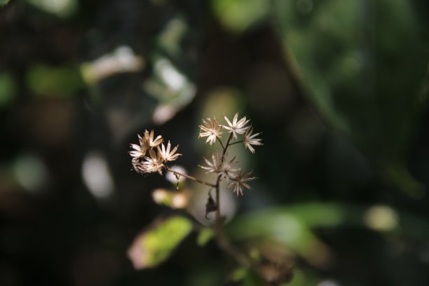 迷你白花叫做婴儿呼吸图片下载
