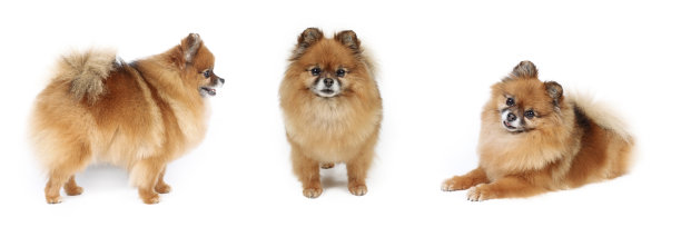 一群狗的旗帜图片下载