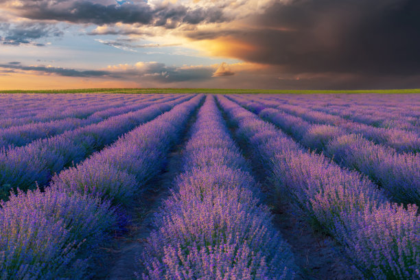 日落时分的薰衣草田图片下载