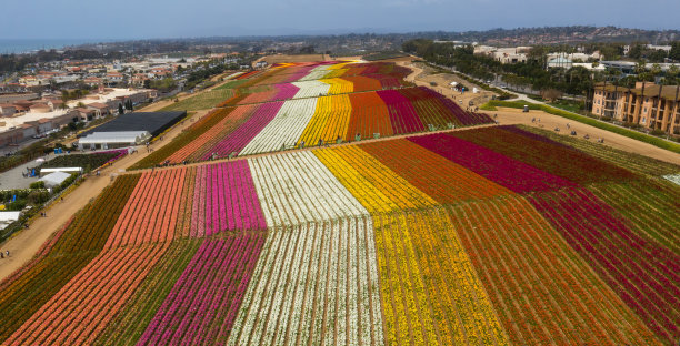 从上面看，加利福尼亚的花田里有各种颜色的花。图片下载