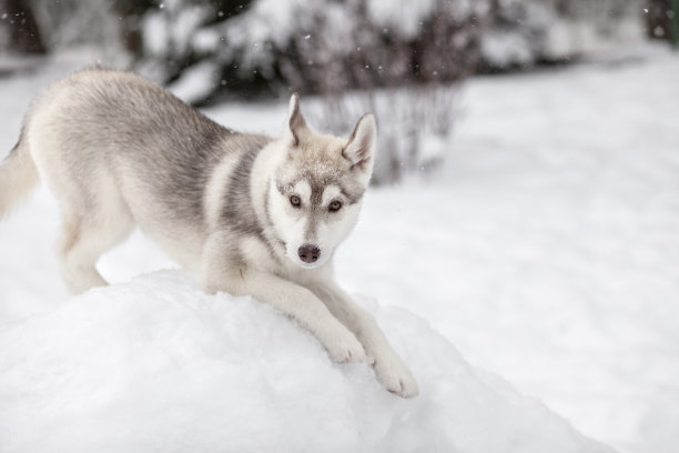 可爱的哈士奇小狗图片下载