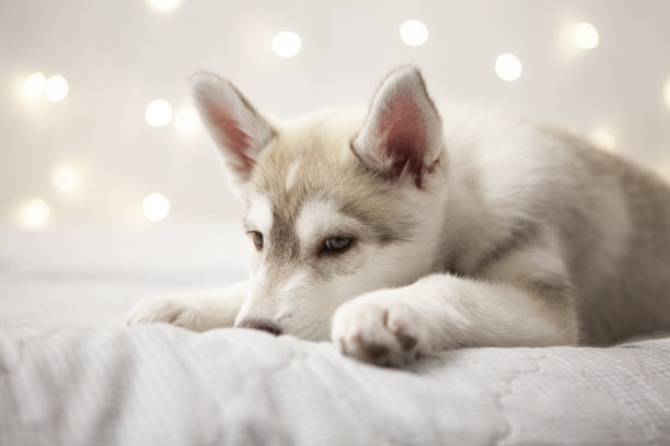 可爱的哈士奇小狗图片下载