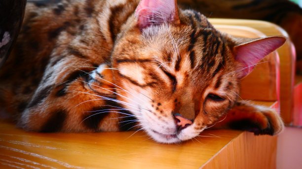 孟加拉猫躺着交叉的爪子在特写镜头图片下载