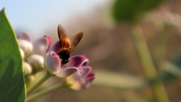花与蜜蜂坐在花上的微距图片图片下载