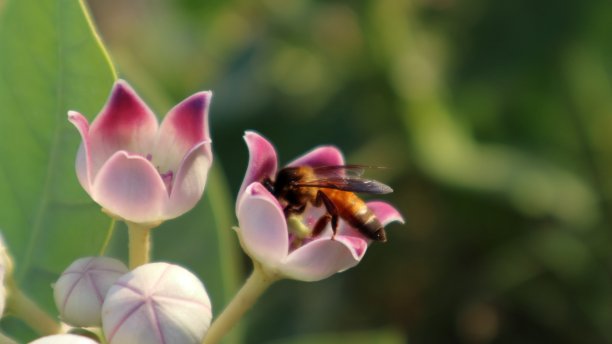 花与蜜蜂坐在花上的微距图片图片下载