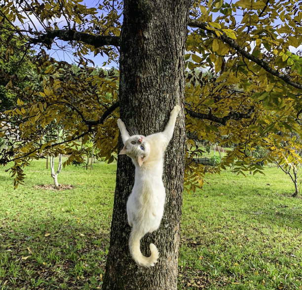 白色的猫图片下载