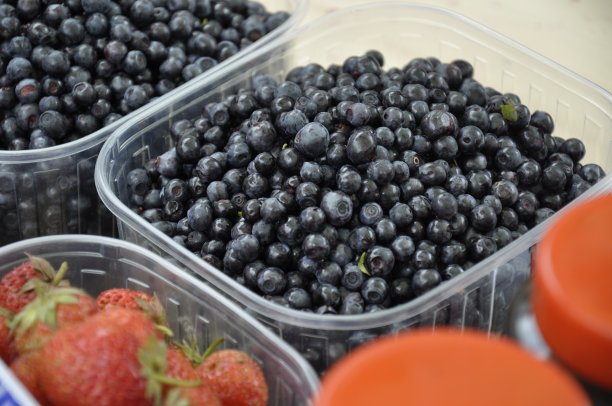 野生蓝莓,收获图片下载