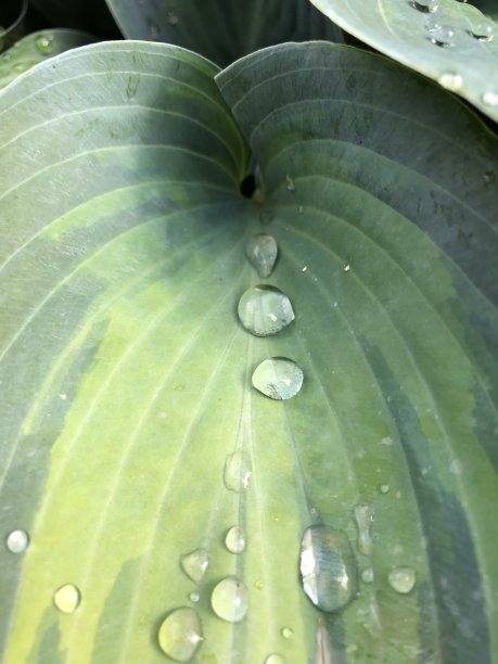 3雨滴落在叶子上图片下载