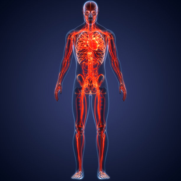 人体循环系统心脏解剖图片下载