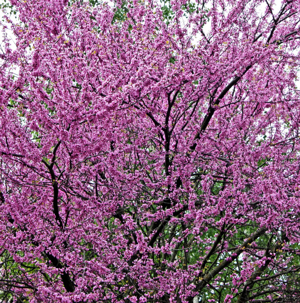 犹太人的树。图片下载