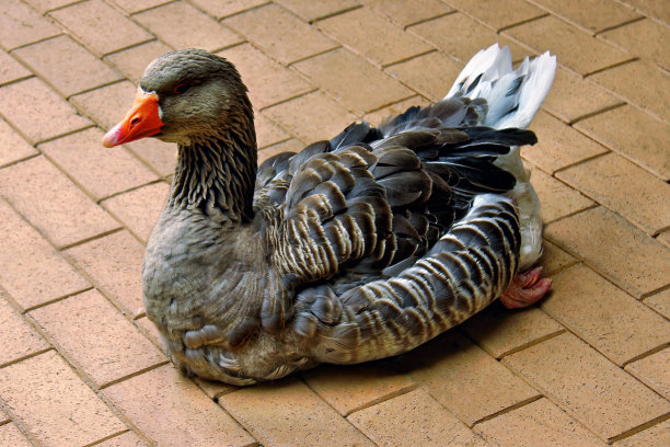 红鸭一种有红色喙的成年纯种鸭图片下载