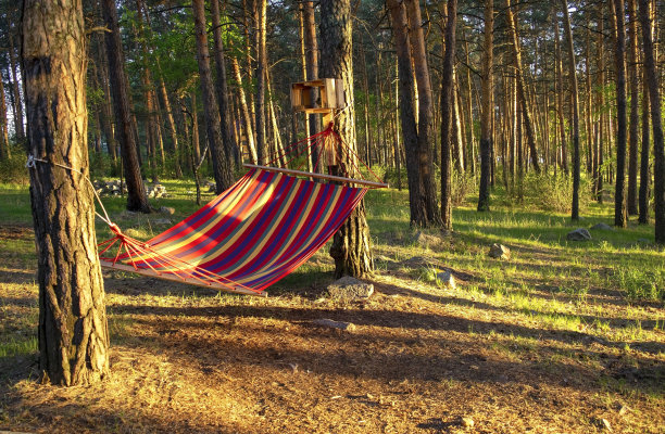 宁静美丽的松林白天悬挂着五颜六色的吊床。针叶林。图片下载