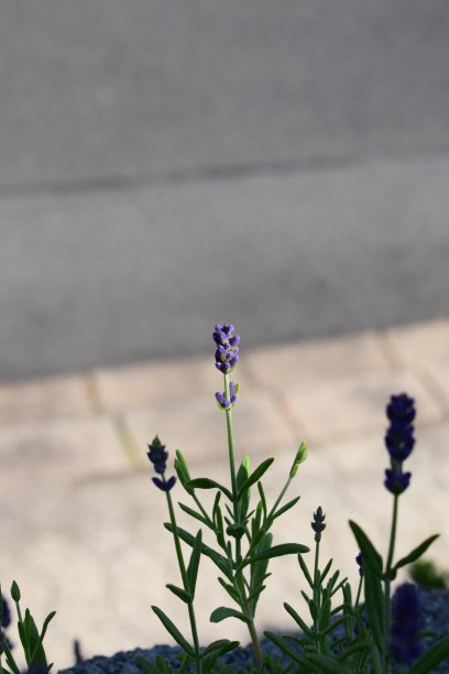 盛开的薰衣草图片下载