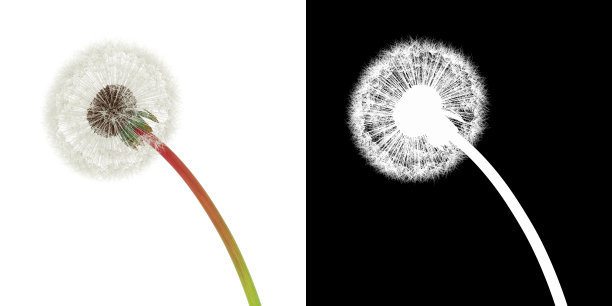 3D渲染单个蒲公英头隔离在白色背景alpha通道图片下载