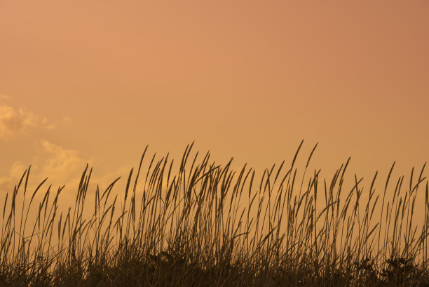 谷物的剪影。夕阳的天空在背景。图片下载