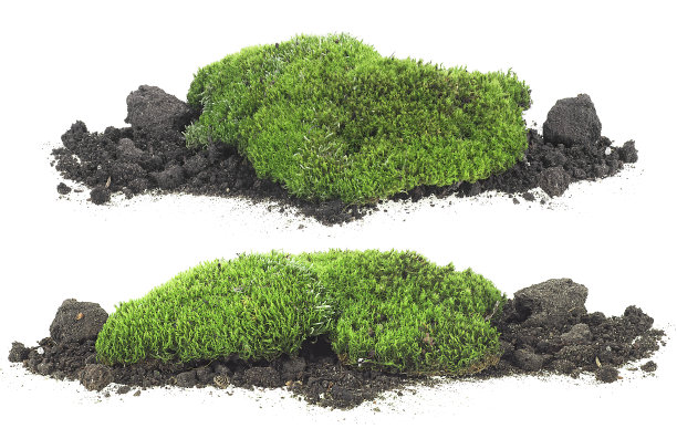 集苔于土堆上，正面观。孤立在白色背景上的绿色苔藓。图片下载