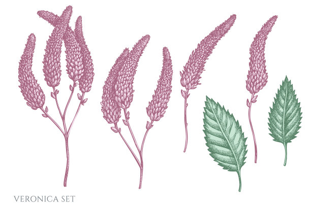 设置手绘粉笔维罗妮卡图片下载