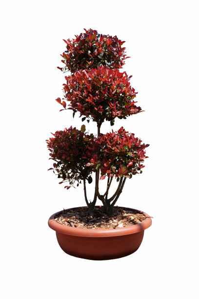 盆栽小红知更鸟树与红色的叶子，白色的背景裁剪图片下载