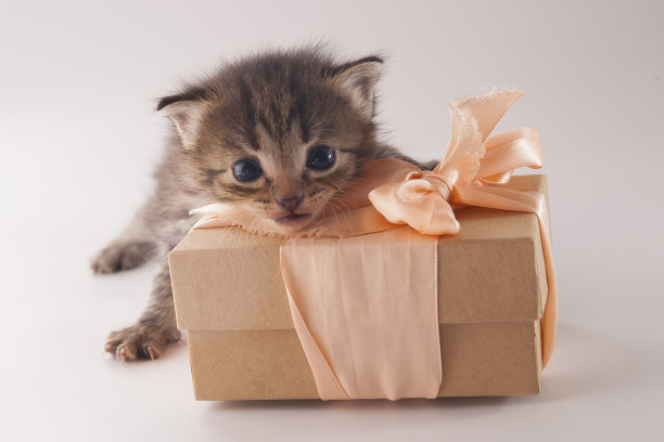 可爱的小猫与礼物盒在白色的背景图片下载