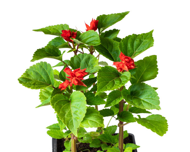 红色的鼠尾草植物在可回收的塑料盆上隔离白色。准备种植图片下载