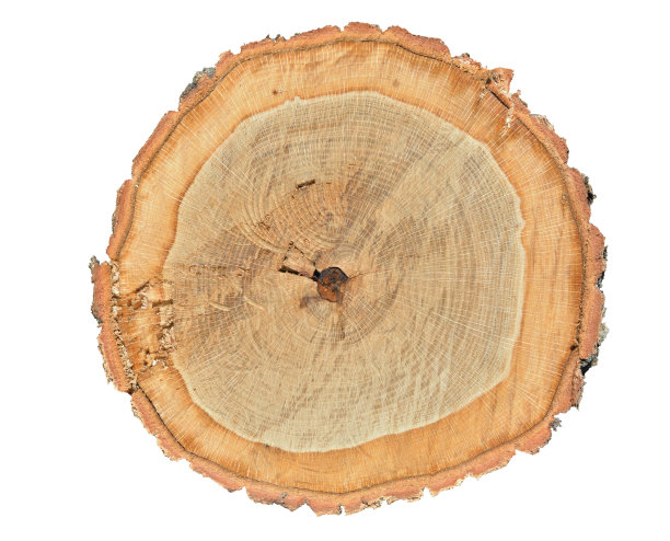 切的橡树图片下载