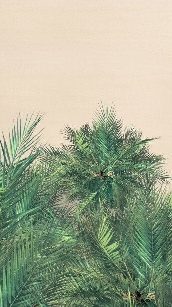 顶部和鸟瞰热带沙滩，棕榈树。副本的空间。无人驾驶飞机的照片。垂直比例。16:9。背景图片下载