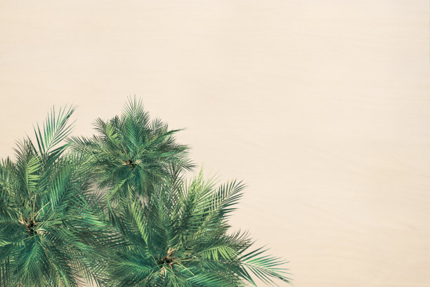 顶部和鸟瞰热带沙滩，棕榈树。副本的空间。无人驾驶飞机的照片。背景图片下载