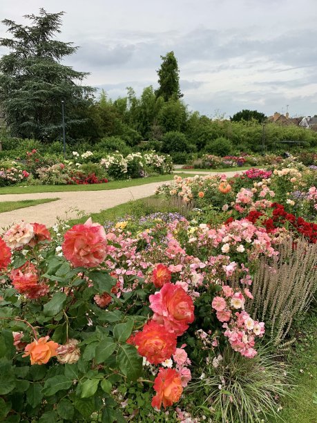 公园里美丽的花朵。图片下载