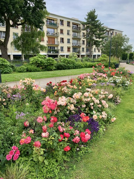 公园和花园中美丽的花朵。图片下载